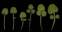 Cardamine dactyloides. Rosette leaves.
 Image: P.B. Heenan © Landcare Research 2019 CC BY 3.0 NZ